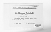 Marssonia toxicodendri image